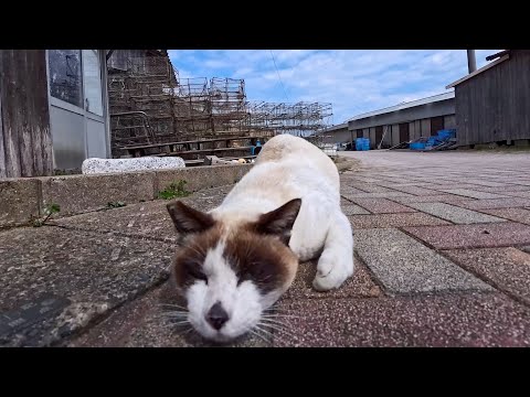 猫島で出会ったタヌキみたいな猫がかわいすぎる(YouTube)