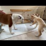 譲渡会の翌日、ほとんど歩けなかった介護犬に信じられない奇跡が起こりました！！(YouTube)