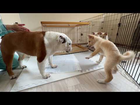 譲渡会の翌日、ほとんど歩けなかった介護犬に信じられない奇跡が起こりました！！(YouTube)