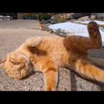 猫島のフェリー降りてすぐに出会った猫たちがかわいすぎた(YouTube)