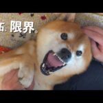 甘えんぼ選手権をしたら親分の嫉妬が止まらない。(YouTube)