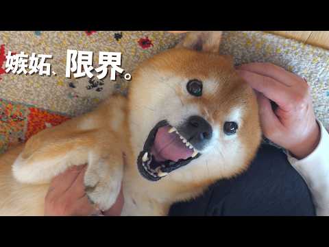 甘えんぼ選手権をしたら親分の嫉妬が止まらない。(YouTube)