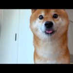 柴犬の沼、軽い気持ちで入ると危険です。(YouTube)