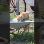 立って水を飲む茶トラ猫 #猫 #ねこ #cat(YouTube)