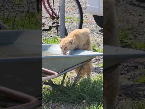 立って水を飲む茶トラ猫 #猫 #ねこ #cat(YouTube)