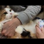 肉球を丸出しにされて文句タラタラな猫(YouTube)