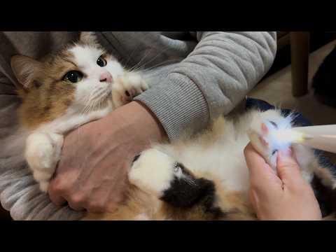 肉球を丸出しにされて文句タラタラな猫(YouTube)