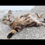 アメショー模様の猫妊婦さんが大きなお腹を放り出して触らせてくれた(YouTube)