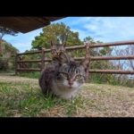 岬の展望所の猫たち…警戒心強めだけど一番小さい子猫のキジ白猫ちゃんはモフられに寄ってきた(YouTube)