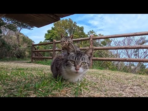 岬の展望所の猫たち…警戒心強めだけど一番小さい子猫のキジ白猫ちゃんはモフられに寄ってきた(YouTube)