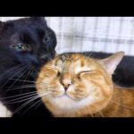 控え目な末っ子猫が積極的な行動で黒猫くんもビックリです(YouTube)