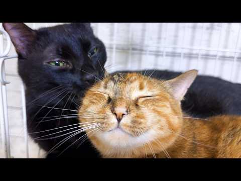 控え目な末っ子猫が積極的な行動で黒猫くんもビックリです(YouTube)