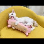 生まれて初めてぬいぐるみをプレゼントされた保護猫が嬉しすぎてこうなっちゃいました…笑(YouTube)