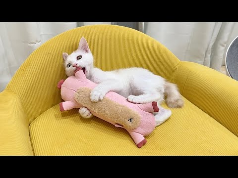 生まれて初めてぬいぐるみをプレゼントされた保護猫が嬉しすぎてこうなっちゃいました…笑(YouTube)