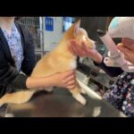 介護が必要な2ヶ月子犬の目が見えているのか？検査しました…(YouTube)