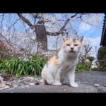 お寺でノンビリ寝てた三毛猫をナデナデ…静かな癒し時間が最高すぎた(YouTube)