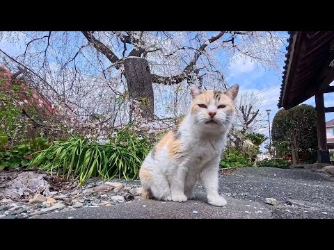 お寺でノンビリ寝てた三毛猫をナデナデ…静かな癒し時間が最高すぎた(YouTube)