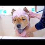 プロにシャップーされるチャウチャウ犬(YouTube)