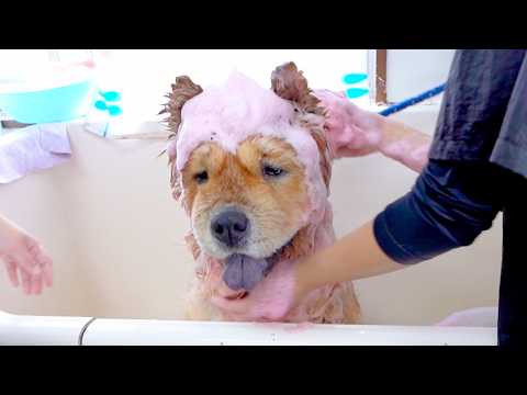 プロにシャップーされるチャウチャウ犬(YouTube)