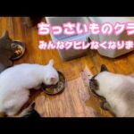 ちっさいものクラブ  みんなクビレがなくなりました 笑  2026 03 23 1(YouTube)