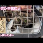 チックンへいきにょ  そしていっちゃん無事退院しました  2026 03 11 2(YouTube)