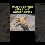 わんぱくな茶トラ猫が人間をボコって広大な海へ逃亡する #猫 #ねこ #cat(YouTube)