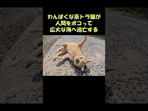 わんぱくな茶トラ猫が人間をボコって広大な海へ逃亡する #猫 #ねこ #cat(YouTube)