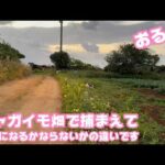 ジャガイモ畑で捕まえて  小説になるかならないかの違いですね  モモ  おるね   2026 03 06 1(YouTube)