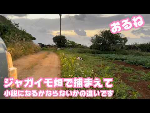 ジャガイモ畑で捕まえて  小説になるかならないかの違いですね  モモ  おるね   2026 03 06 1(YouTube)