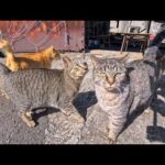 地域猫達の基地になってる漁港の倉庫に行くと猫たち出てきて大歓迎された(YouTube)