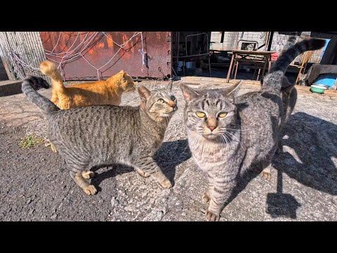 地域猫達の基地になってる漁港の倉庫に行くと猫たち出てきて大歓迎された(YouTube)