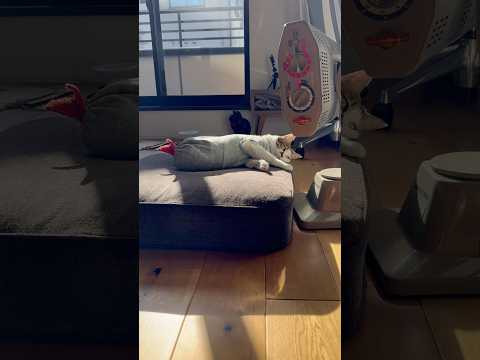 ストーブの前でぐでる猫です #この冬はほぼここにいる(YouTube)