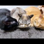 すごく甘えたかったり、跳び蹴りしたり、大好きな猫たちに挟まれ幸せなポーズしたりと天真爛漫な永遠の子猫はこちらです…笑(YouTube)