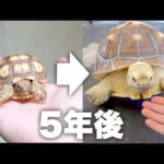 超大型リクガメの赤ちゃんを育てた5年後がヤバい(YouTube)