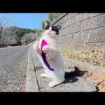 獲物を捕まえて巣穴に持ち帰ろうとする子猫ちゃんが可愛い(YouTube)