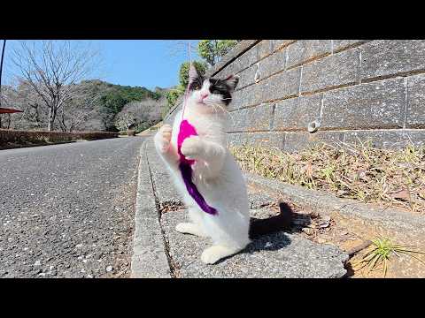 獲物を捕まえて巣穴に持ち帰ろうとする子猫ちゃんが可愛い(YouTube)