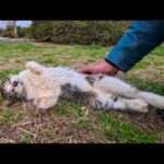 公園で見かけた猫ちゃん、ナデナデするとすぐにゴロンと寝転んでお腹を見せてきた(YouTube)