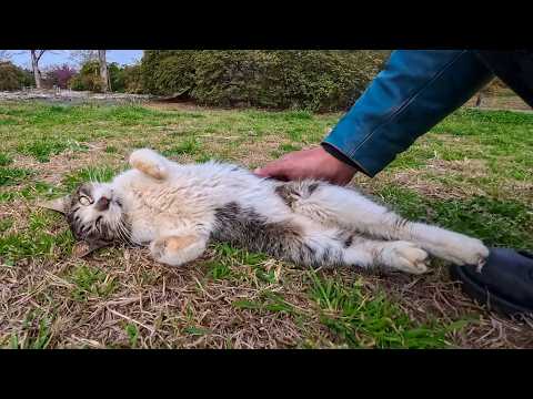 公園で見かけた猫ちゃん、ナデナデするとすぐにゴロンと寝転んでお腹を見せてきた(YouTube)