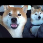 帰ろうとしたら、柴犬が犬語で訴えてきました(YouTube)
