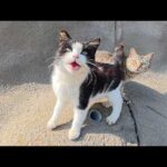 可愛い猫軍団がロッククライミングをして甘えてきた(YouTube)