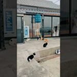 猫と人間の溜まり場(YouTube)