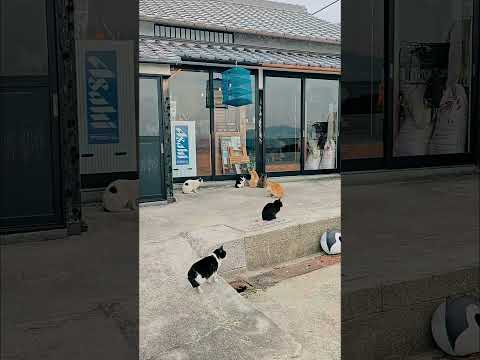 猫と人間の溜まり場(YouTube)