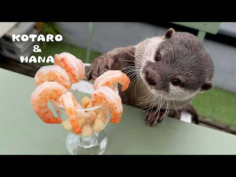 カワウソに初めてシュリンプカクテルあげたらこうなった　Otters’ HONEST Review of Shrimp Cocktail(YouTube)