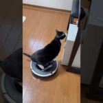 そこに何があるの？(YouTube)