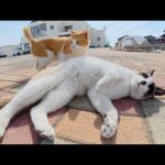 甘えん坊の猫軍団がカメラを取り囲んでゴロンゴロンと転げ回る(YouTube)