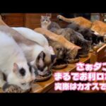 並んで食べてお利口さん  実際はカオスな夕ご飯なんですが・・・  2026 03 31 2(YouTube)