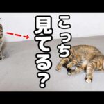 もっと見て見てと甘える末っ子猫は先輩猫からも愛され今日もいっぱい見つめられています(笑)(YouTube)