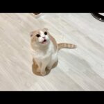 遅れて帰宅したら甘えんぼ猫たちの大歓迎が可愛すぎましたw(YouTube)