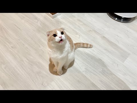 遅れて帰宅したら甘えんぼ猫たちの大歓迎が可愛すぎましたw(YouTube)