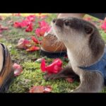 散歩中、子供と一緒に抱っこされて運ばれていくカワウソ！ A otter being carried along while out for a walk with a child!(YouTube)